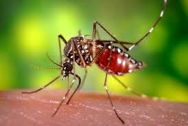 Комары, борьба с комарамы